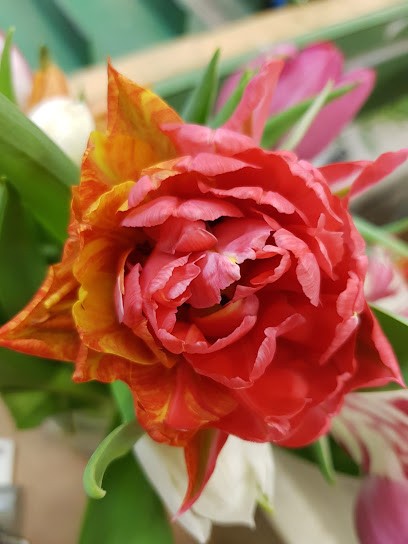 Olles Blommor AB, Florist i Kristianstad