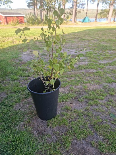 Jokkmokks Blommor & Begravningsbyrå, Florist i Jokkmokk